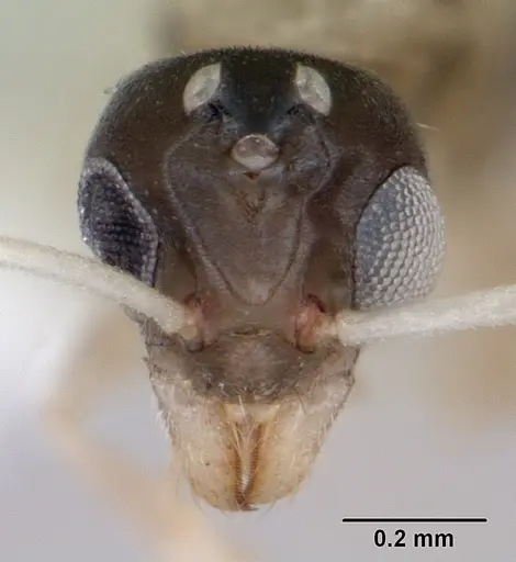 Tapinoma melanocephalum specimen ICCDRS0002606 image iccdrs0002606_2