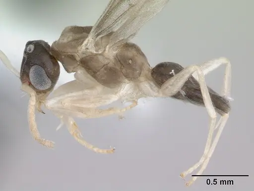 Tapinoma melanocephalum specimen ICCDRS0002606 image iccdrs0002606_3