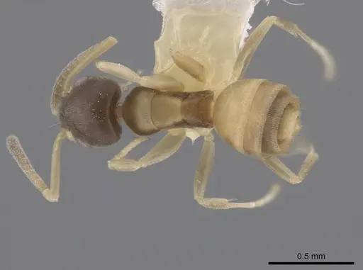Tapinoma melanocephalum specimen OKENT0003702 image okent0003702_1