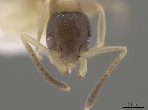 Tapinoma melanocephalum specimen OKENT0003702 image okent0003702_2