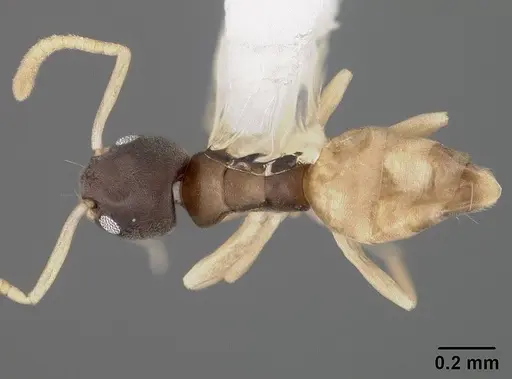 Tapinoma melanocephalum specimen USNMENT00441664 image usnment00441664_1