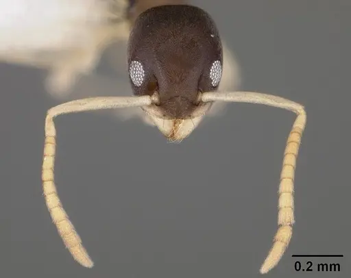 Tapinoma melanocephalum specimen USNMENT00441664 image usnment00441664_2