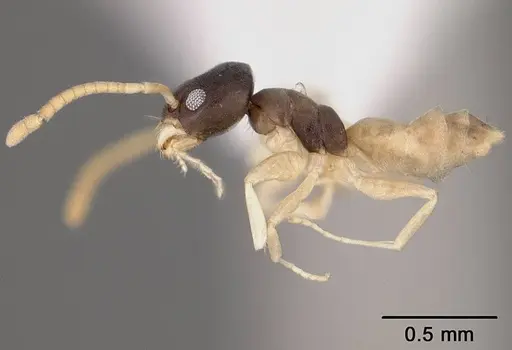 Tapinoma melanocephalum specimen USNMENT00441664 image usnment00441664_3