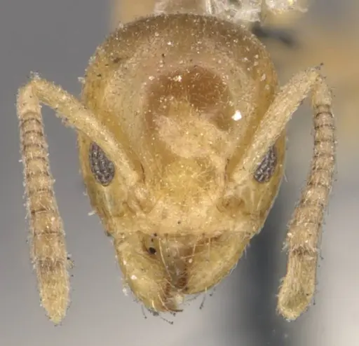 Tapinoma minimum specimen CASENT0909777 image casent0909777_2