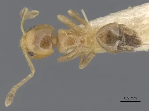 Tapinoma minimum specimen CASENT0915548 image casent0915548_1