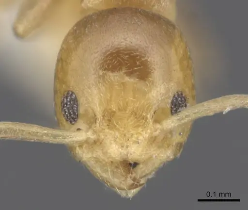 Tapinoma minimum specimen CASENT0915548 image casent0915548_2