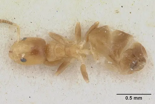 Tapinoma minimum specimen SAM-HYM-C004802 image sam-hym-c004802_1