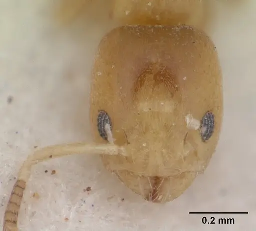 Tapinoma minimum specimen SAM-HYM-C004802 image sam-hym-c004802_3