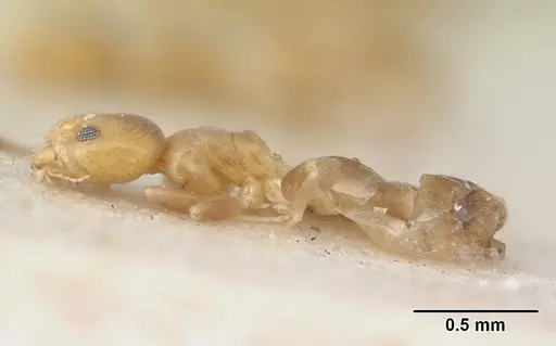 Tapinoma minimum specimen SAM-HYM-C004802 image sam-hym-c004802_4