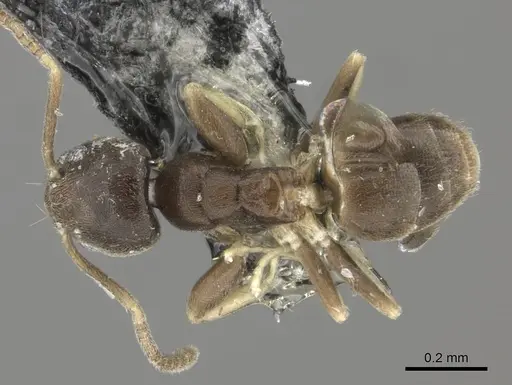 Tapinoma minutum specimen CASENT0177146 image casent0177146_1