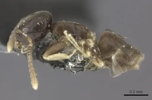 Tapinoma minutum specimen CASENT0177146 image casent0177146_3
