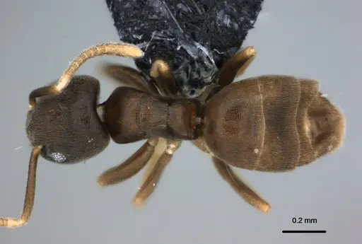 Tapinoma minutum specimen CASENT0177147 image casent0177147_1