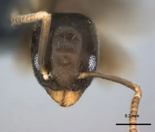 Tapinoma minutum specimen CASENT0177147 image casent0177147_2