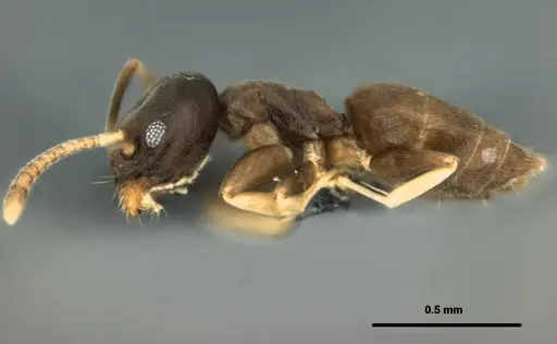 Tapinoma minutum specimen CASENT0177147 image casent0177147_3