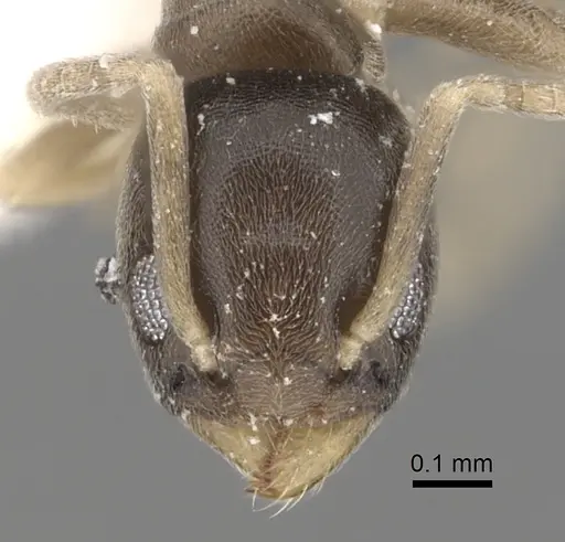 Tapinoma minutum specimen CASENT0249767 image casent0249767_2