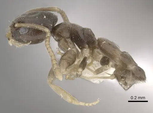 Tapinoma minutum specimen CASENT0249767 image casent0249767_3