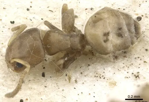 Tapinoma minutum specimen CASENT0903075 image casent0903075_1