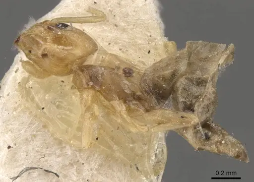 Tapinoma minutum specimen CASENT0909778 image casent0909778_3