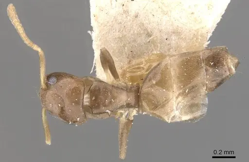 Tapinoma minutum specimen CASENT0909779 image casent0909779_1