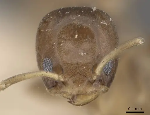 Tapinoma minutum specimen CASENT0909779 image casent0909779_2