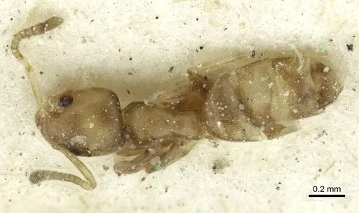 Tapinoma minutum specimen CASENT0911573 image casent0911573_1