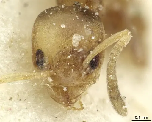 Tapinoma minutum specimen CASENT0911573 image casent0911573_2