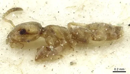 Tapinoma minutum specimen CASENT0911573 image casent0911573_3