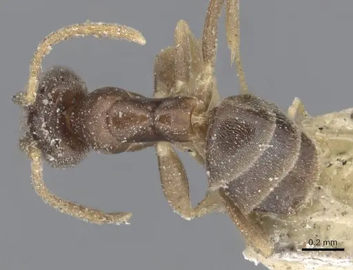 Tapinoma minutum specimen CASENT0915549 image casent0915549_1