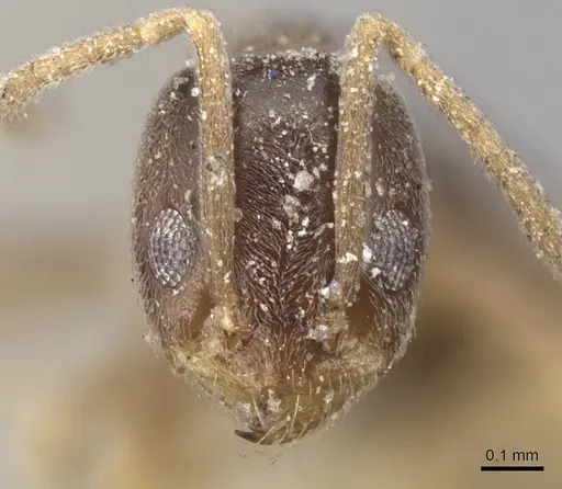 Tapinoma minutum specimen CASENT0915549 image casent0915549_2