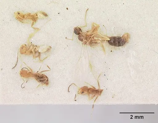 Tapinoma modestum specimen CASENT0178476 image casent0178476_2