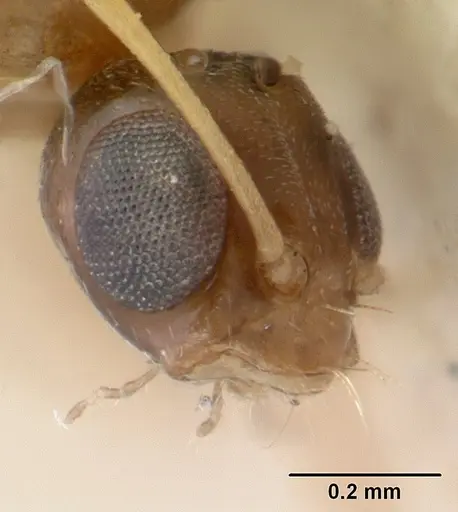 Tapinoma modestum specimen CASENT0178476 image casent0178476_3