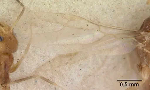 Tapinoma modestum specimen CASENT0178476 image casent0178476_5