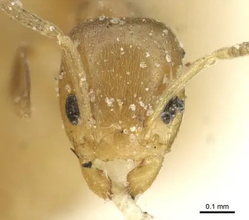 Tapinoma modestum specimen CASENT0911574 image casent0911574_2