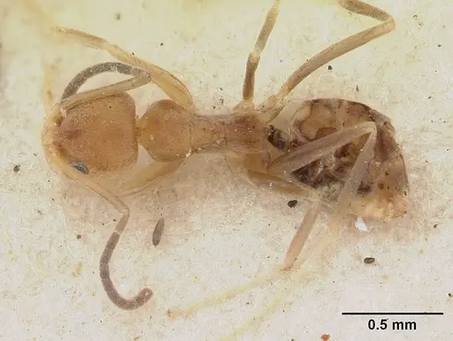 Tapinoma modestum specimen SAM-HYM-C004805 image sam-hym-c004805_1