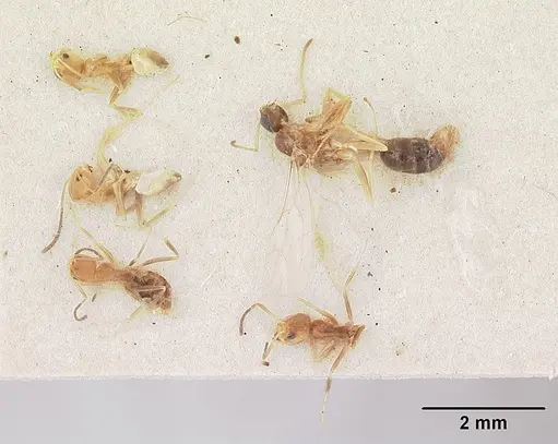 Tapinoma modestum specimen SAM-HYM-C004805 image sam-hym-c004805_2