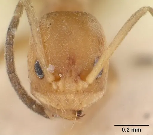 Tapinoma modestum specimen SAM-HYM-C004805 image sam-hym-c004805_3