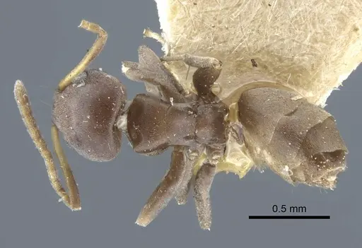 Tapinoma muelleri specimen CASENT0917140 image casent0917140_1