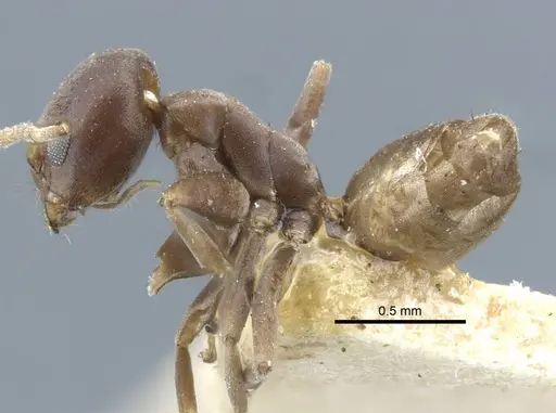 Tapinoma muelleri specimen CASENT0917140 image casent0917140_4