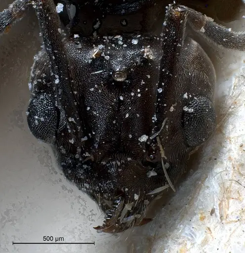 Tapinoma nigerrimum specimen ANTWEB1008477 image antweb1008477_2