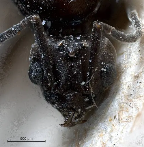 Tapinoma nigerrimum specimen ANTWEB1008477 image antweb1008477_3