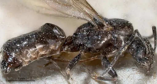 Tapinoma nigerrimum specimen ANTWEB1008477 image antweb1008477_4