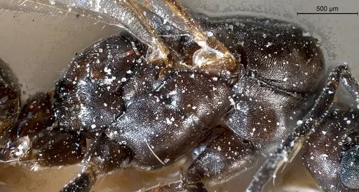 Tapinoma nigerrimum specimen ANTWEB1008477 image antweb1008477_5