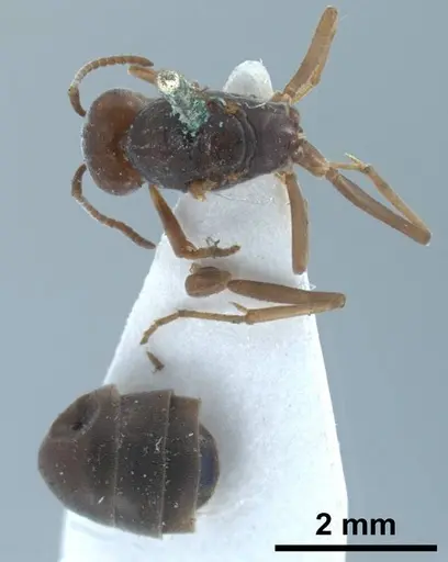 Tapinoma nigerrimum specimen ANTWEB1038036 image antweb1038036_1