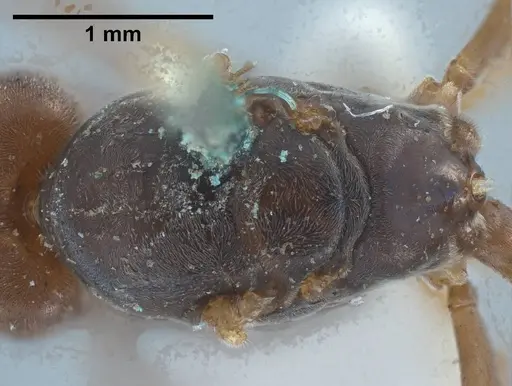 Tapinoma nigerrimum specimen ANTWEB1038036 image antweb1038036_2
