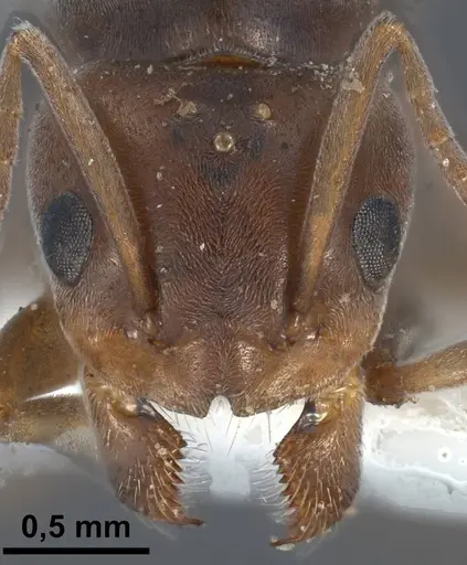 Tapinoma nigerrimum specimen ANTWEB1038036 image antweb1038036_3