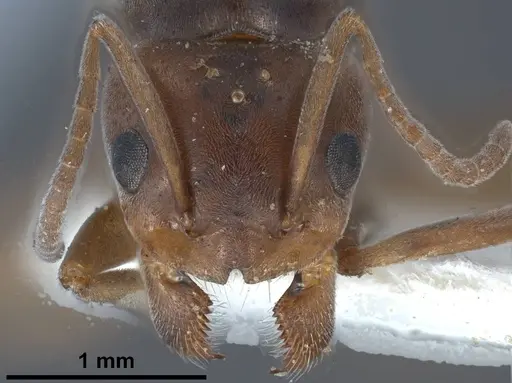 Tapinoma nigerrimum specimen ANTWEB1038036 image antweb1038036_4