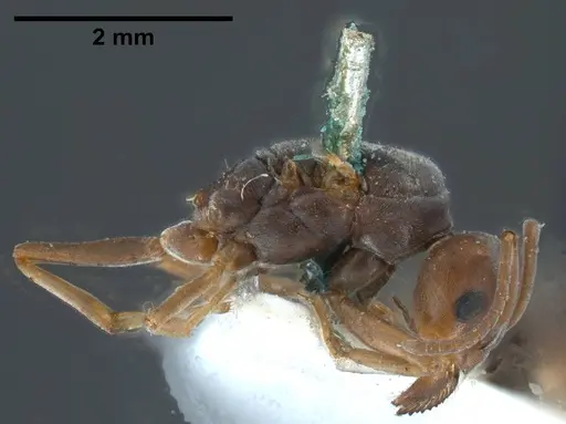 Tapinoma nigerrimum specimen ANTWEB1038036 image antweb1038036_5