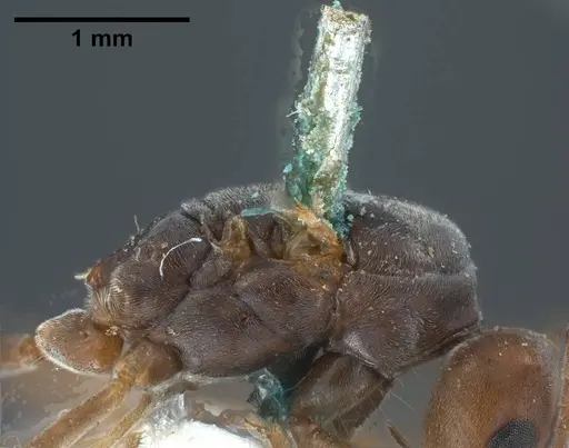 Tapinoma nigerrimum specimen ANTWEB1038036 image antweb1038036_6
