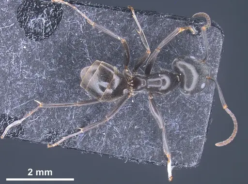 Tapinoma nigerrimum specimen ANTWEB1041293 image antweb1041293_1
