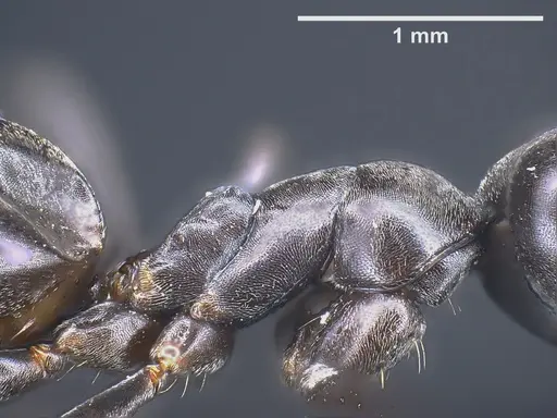 Tapinoma nigerrimum specimen ANTWEB1041293 image antweb1041293_6